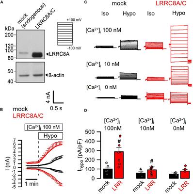 Ca2+ Dependence of Volume-Regulated VRAC/LRRC8 and TMEM16A Cl– Channels